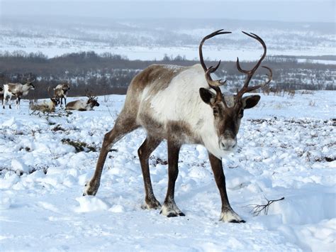 90.000+ kostenlose Rentier Im Winter und Rentier